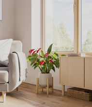 Load image into Gallery viewer, Eternal Gray stand:bamboo