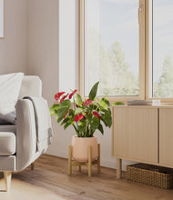Load image into Gallery viewer, Gentle Pink stand:bamboo