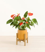 Load image into Gallery viewer, Mustard stand:bamboo