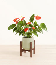 Load image into Gallery viewer, Turquoise stand:walnut