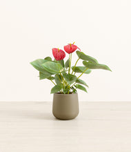 Load image into Gallery viewer, Olive*****Profile