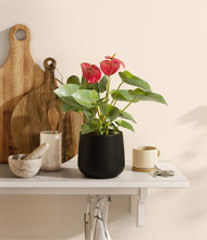 Load image into Gallery viewer, Black