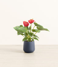 Load image into Gallery viewer, Deep Navy*****Profile