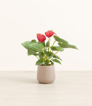 Load image into Gallery viewer, Eternal Gray*****Profile