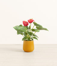 Load image into Gallery viewer, Mustard*****Profile