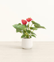 Load image into Gallery viewer, White*****Profile