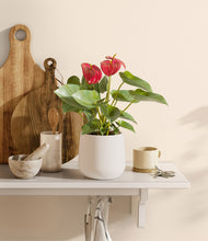 Load image into Gallery viewer, White