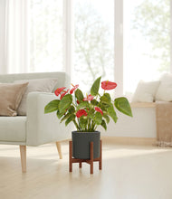 Load image into Gallery viewer, Dark Olive stand:walnut