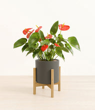 Load image into Gallery viewer, Dark Olive stand:bamboo