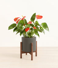 Load image into Gallery viewer, Dark Olive stand:walnut