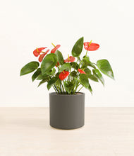 Load image into Gallery viewer, Dark Olive*****Profile