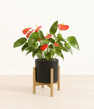 Load image into Gallery viewer, Black stand:bamboo