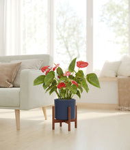 Load image into Gallery viewer, Deep Navy stand:walnut