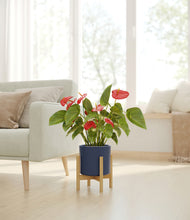 Load image into Gallery viewer, Deep Navy stand:bamboo