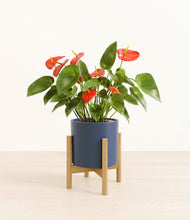 Load image into Gallery viewer, Deep Navy stand:bamboo