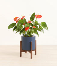 Load image into Gallery viewer, Deep Navy stand:walnut