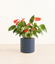 Load image into Gallery viewer, Deep Navy*****Profile