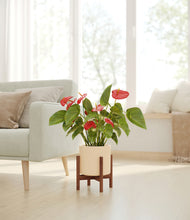 Load image into Gallery viewer, Cream stand:walnut