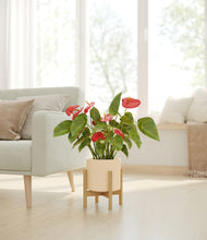 Load image into Gallery viewer, Cream stand:bamboo