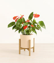 Load image into Gallery viewer, Cream stand:bamboo