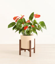 Load image into Gallery viewer, Cream stand:walnut