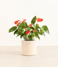 Load image into Gallery viewer, Cream*****Profile