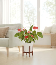 Load image into Gallery viewer, White stand:walnut