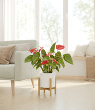 Load image into Gallery viewer, White stand:bamboo