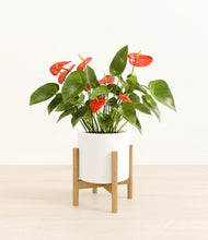 Load image into Gallery viewer, White stand:bamboo