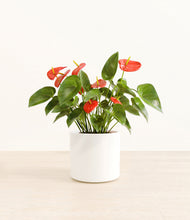 Load image into Gallery viewer, White*****Profile