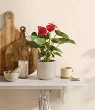 Load image into Gallery viewer, Cotton White