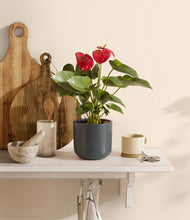 Load image into Gallery viewer, Iron Gray