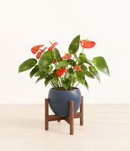 Load image into Gallery viewer, Deep Navy stand:walnut