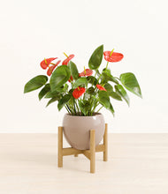 Load image into Gallery viewer, Desert Brown stand:bamboo