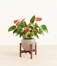 Load image into Gallery viewer, Desert Brown stand:walnut