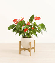 Load image into Gallery viewer, Shiny EggWhite stand:bamboo