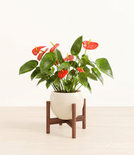 Load image into Gallery viewer, Shiny EggWhite stand:walnut