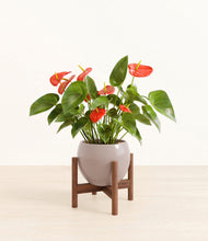 Load image into Gallery viewer, Winter Clouds stand:walnut