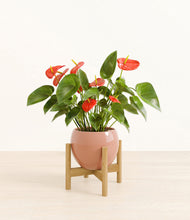 Load image into Gallery viewer, Calm Rose stand:bamboo