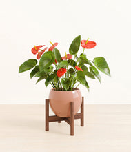 Load image into Gallery viewer, Calm Rose stand:walnut