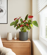 Load image into Gallery viewer, Dark Olive