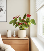 Load image into Gallery viewer, Cream