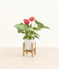 Load image into Gallery viewer, Cotton White stand:bamboo