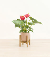Load image into Gallery viewer, Glossy Pink stand:bamboo