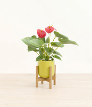 Load image into Gallery viewer, Key Lime Yellow stand:bamboo