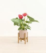 Load image into Gallery viewer, Sandy Pink stand:bamboo