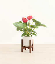 Load image into Gallery viewer, Cotton White stand:walnut