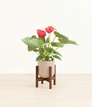 Load image into Gallery viewer, Sandy Pink stand:walnut