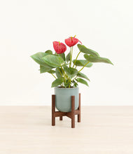 Load image into Gallery viewer, Reactive Aqua stand:walnut