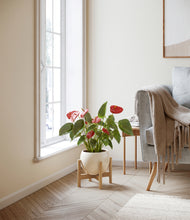 Load image into Gallery viewer, Shiny EggWhite stand:bamboo